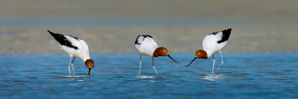 Red-necked-Avocets-W504-1024x341.jpg